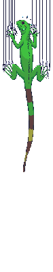 lizard_slides.gif