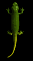 lizard_swish.gif